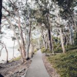 Path through trees