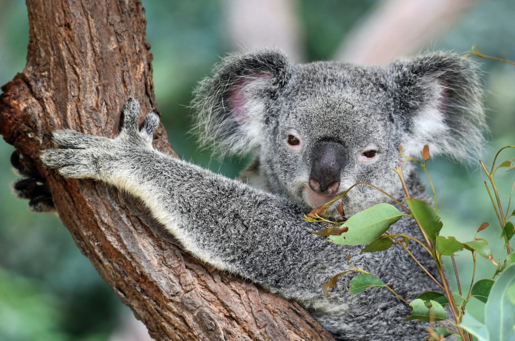Koala in a tree