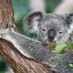 Koala in a tree