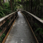 Path through forest track