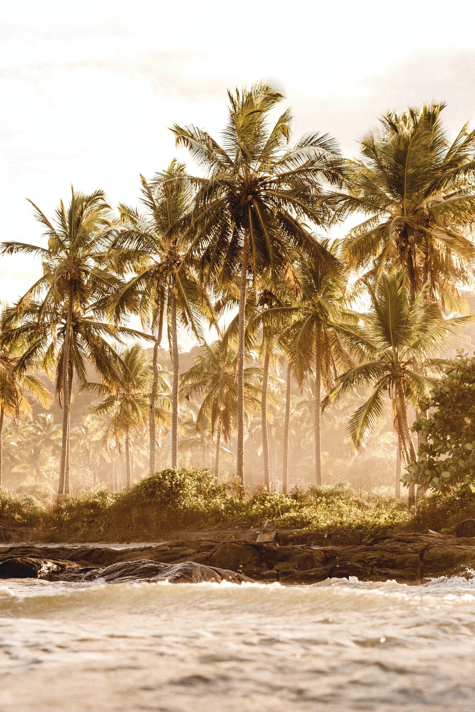 Palm Trees
