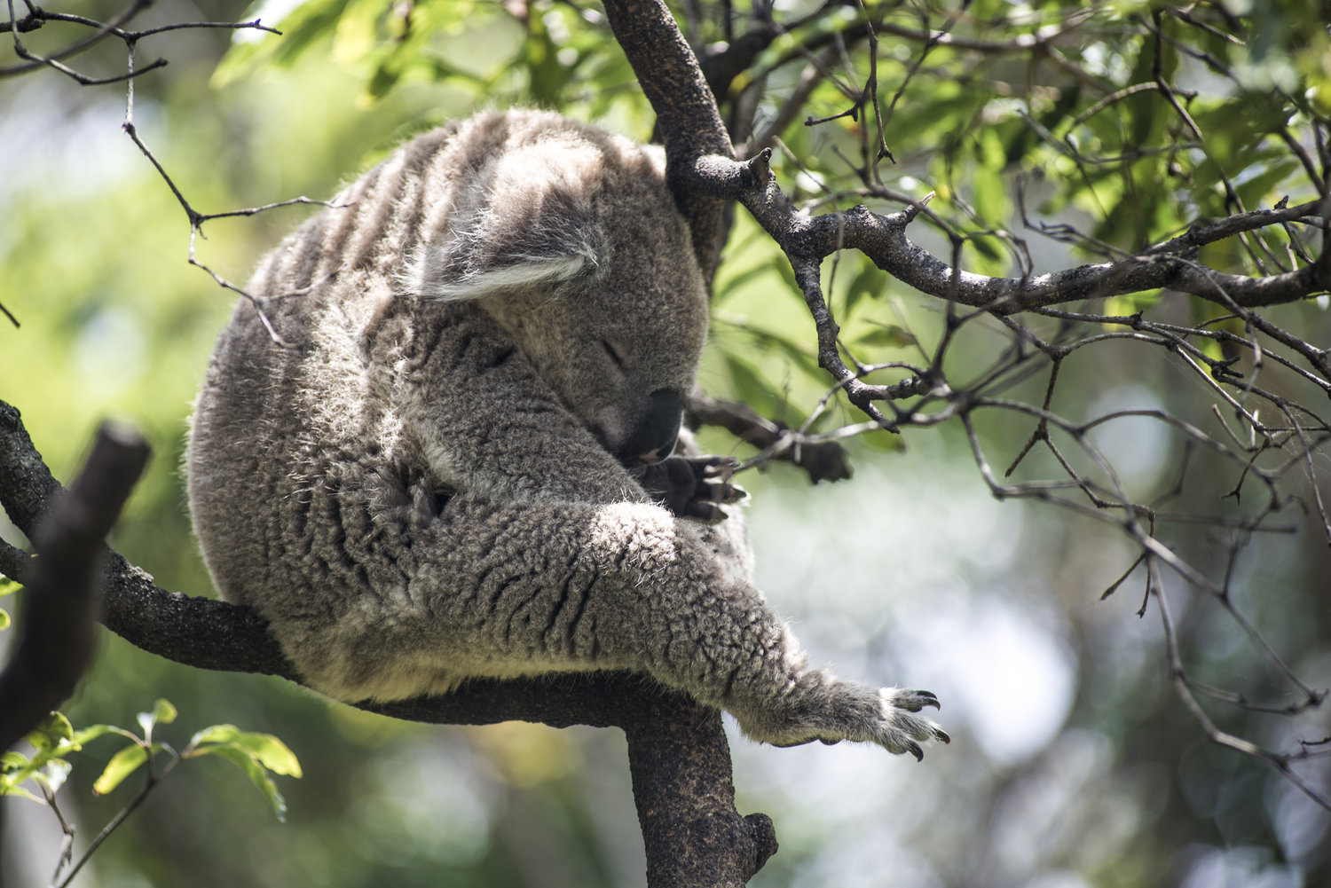 Koala sleeping