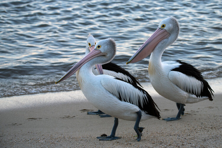 Pelicans on the beach