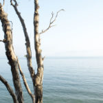 View of water through trees