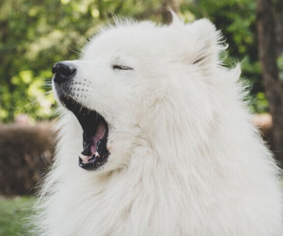Yawning Dog