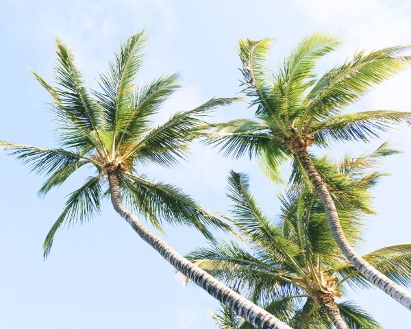 image of sunshine beach palms
