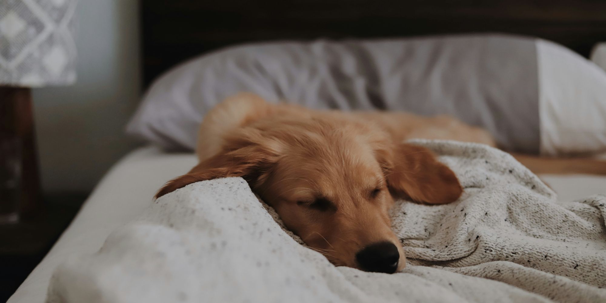 Things to Remember When Booking PetFriendly