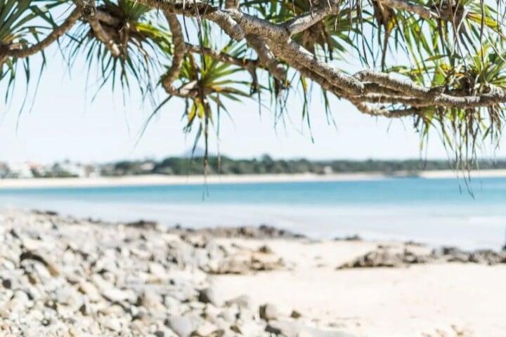 cenic Noosa coastline with pandanus tree over rocky beach and calm summer water