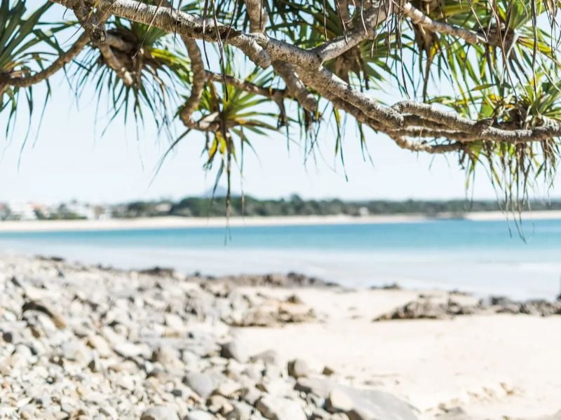 cenic Noosa coastline with pandanus tree over rocky beach and calm summer water