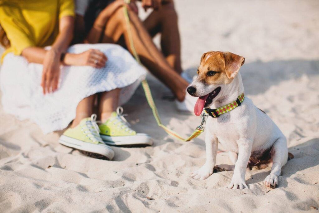 dog enjoying a dog friendly beach in Noosa with owner nearby