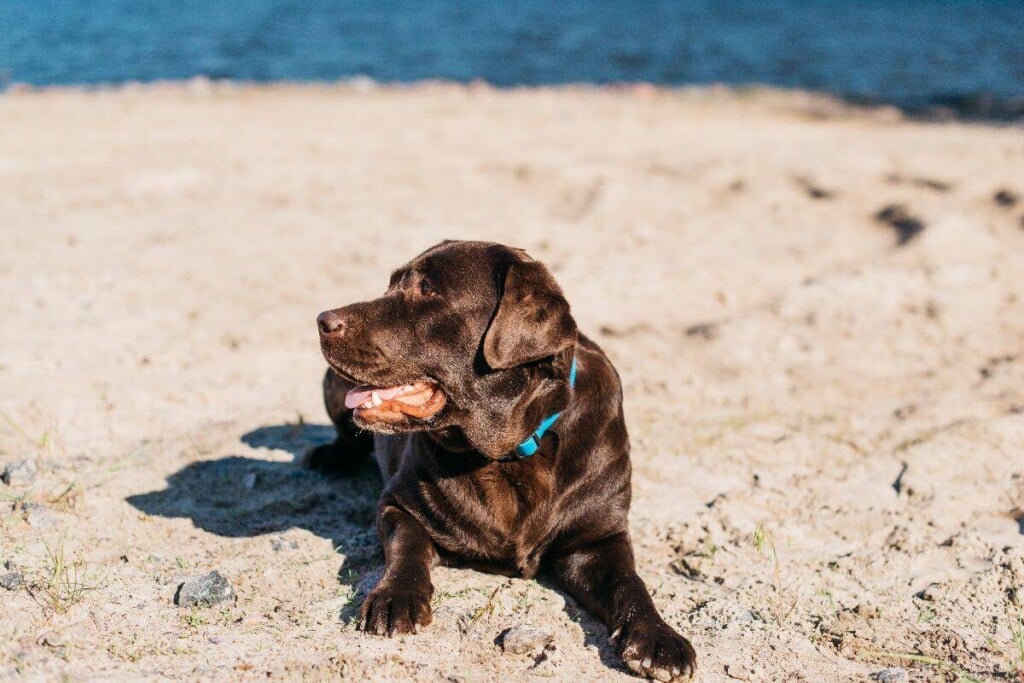 Dog relaxing on a sandy dog friendly beach in Noosa during a holiday